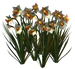 Цветы в PNG